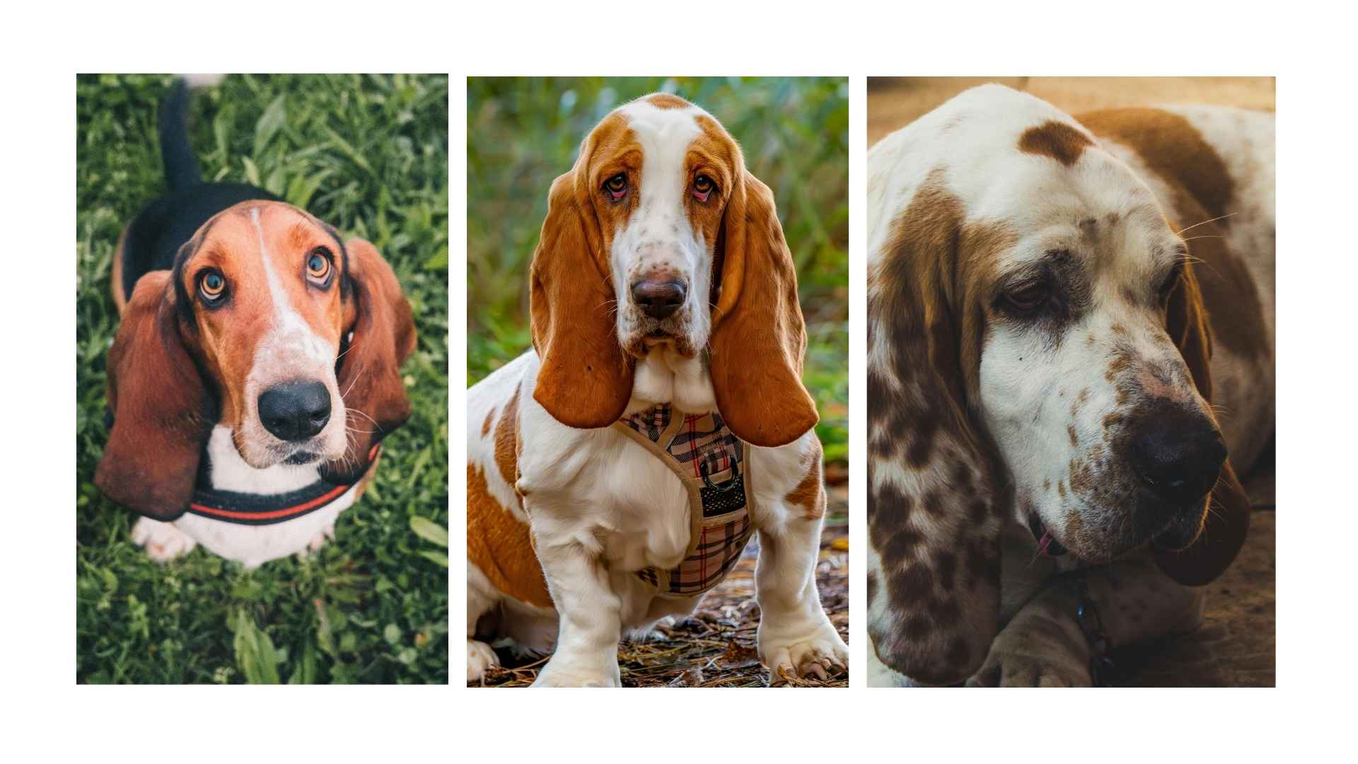 Basset hound
